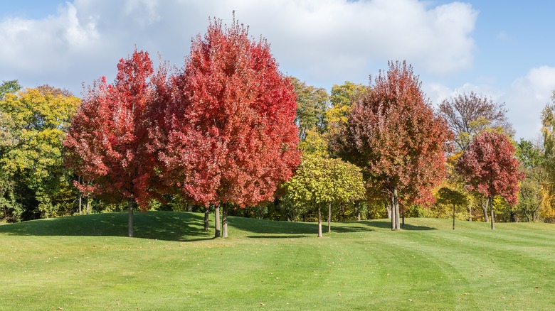 Red maple trees on a green lawn