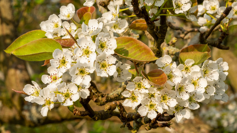 blooms on asian pear tree