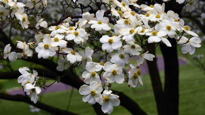 native dogwood tree flowers