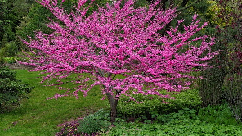 Eastern redbud in a landscape