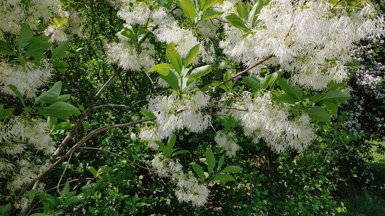 American fringe tree blooms