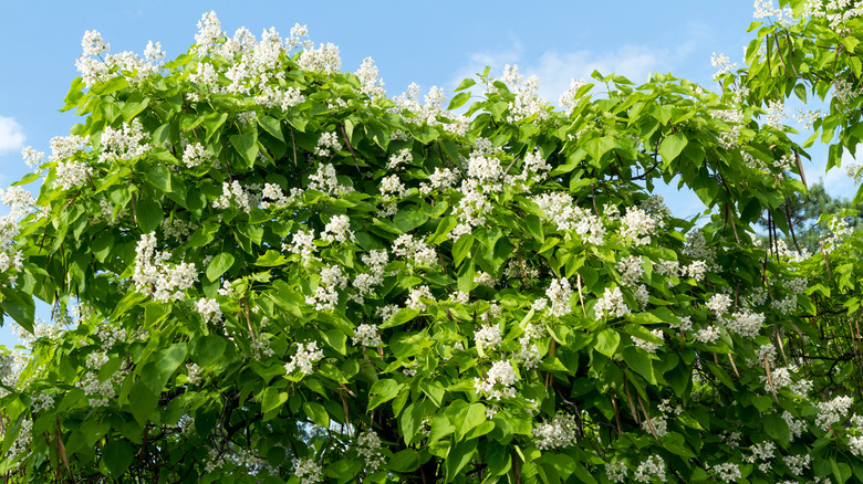 catalpa tree in bloom