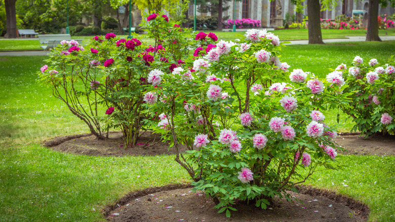 tree peonies in a landscape