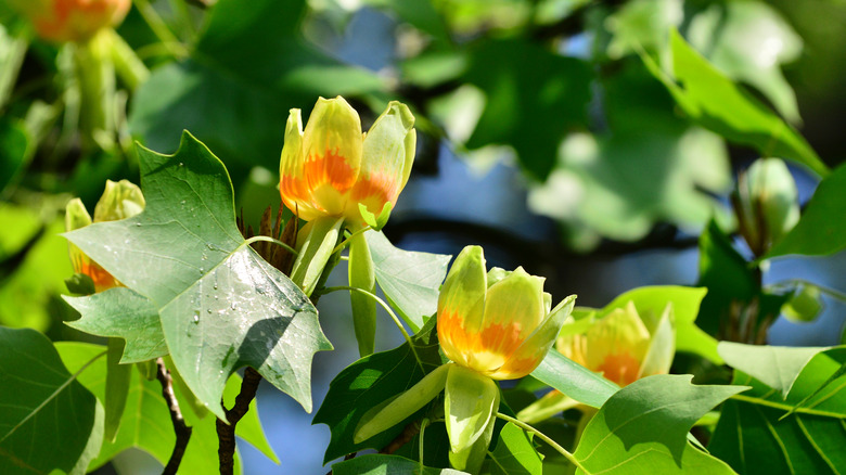 tulip poplar tree in bloom