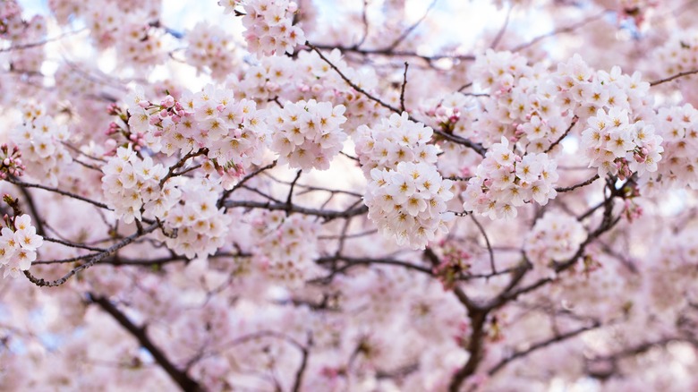 yoshino cherry blossoms