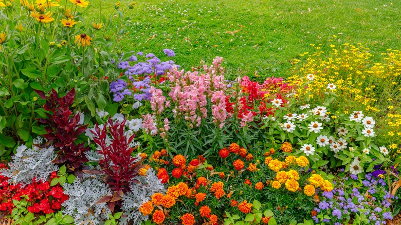 bright and colorful flower garden