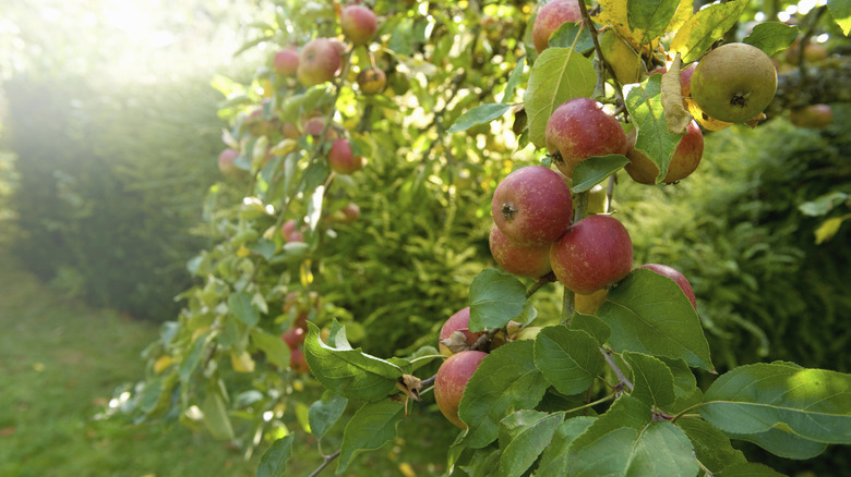 apple trees bearing fruit