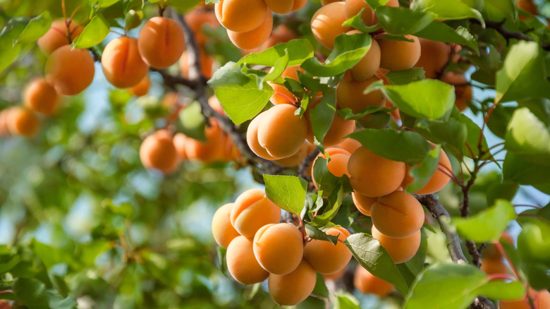 apricot fruits on tree