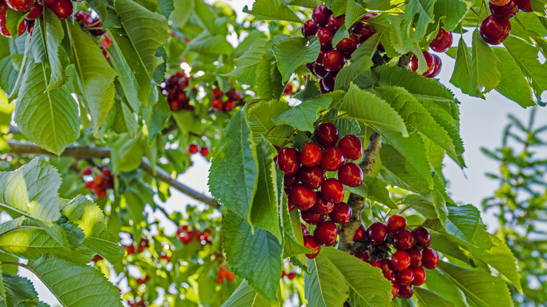 cherries growing on tree