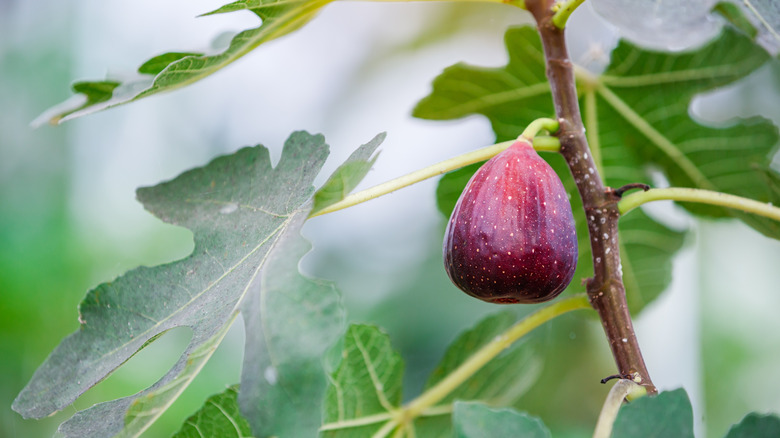 fig on tree branch