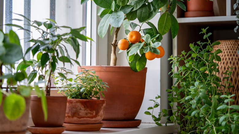 plants growing near window