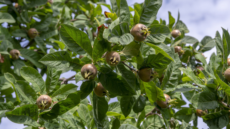 medlars growing on tree