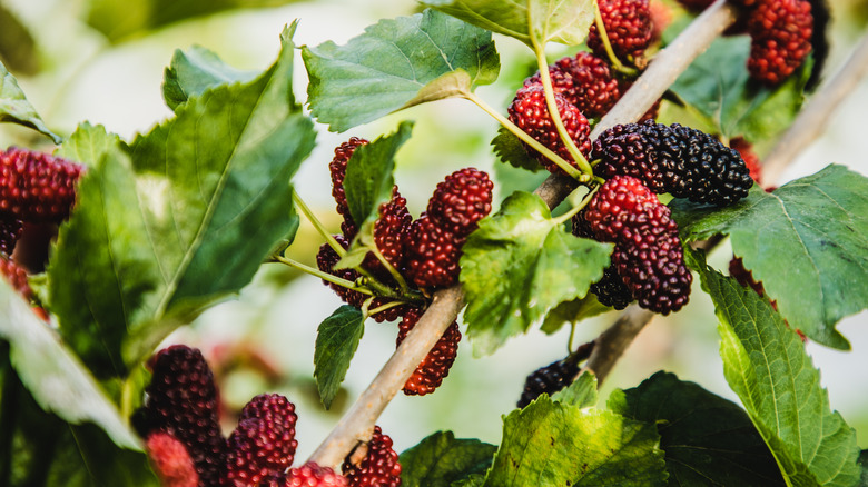 mulberries on tree