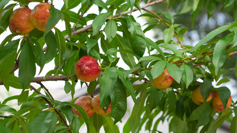 nectarines on tree