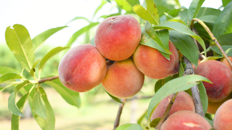 peaches on branch