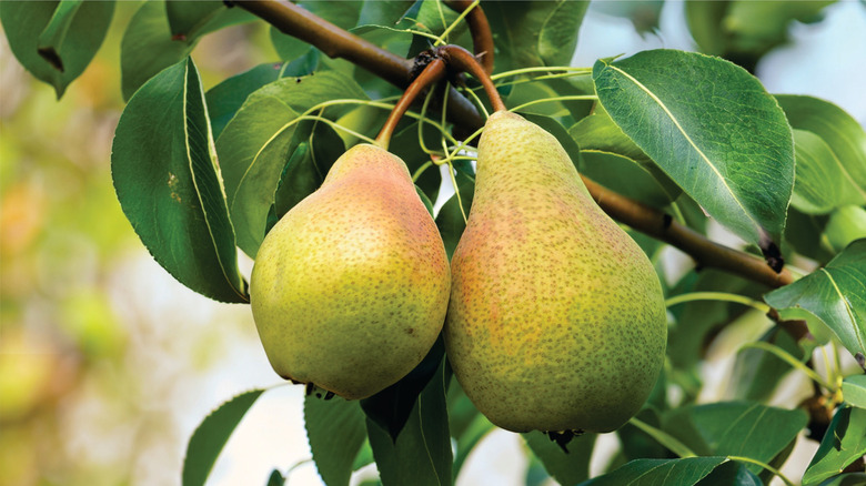 pears on tree