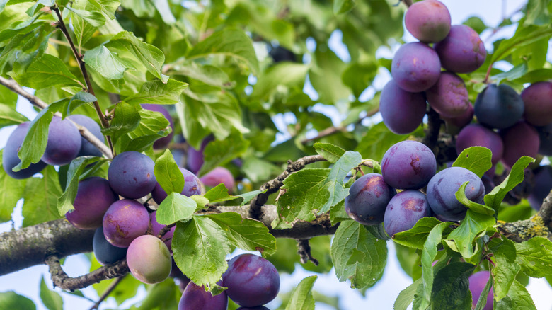 plums growing on tree