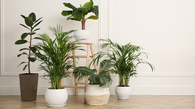 houseplants in ceramic pots