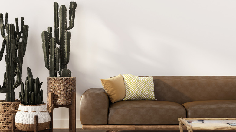 Cacti next to leather couch