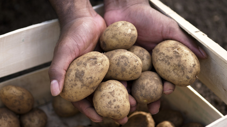 Two hands holding white potatoes