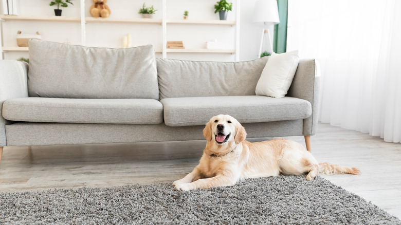 yellow Labrador on rug 