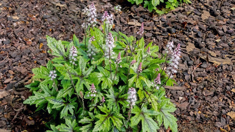 Foamflower growing in mulch