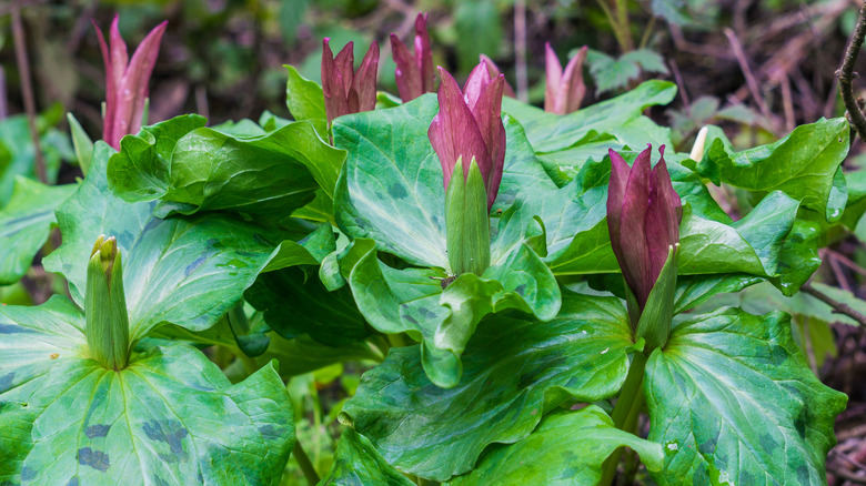 Giant trillium with flowers