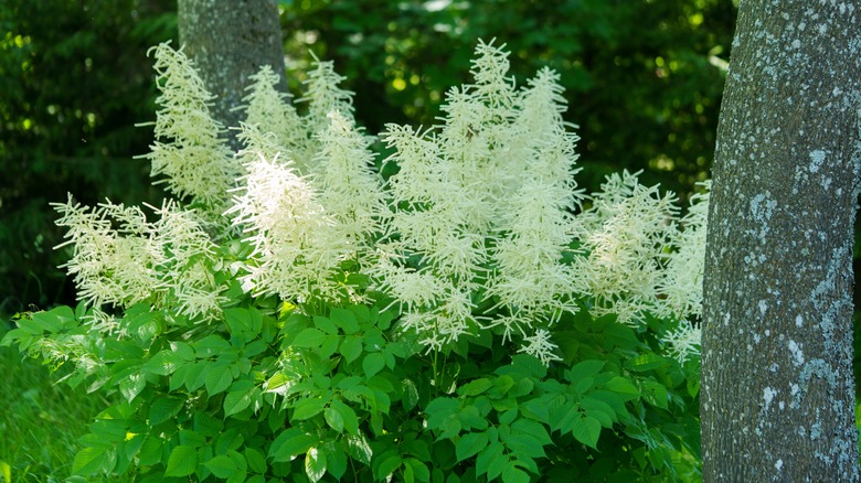 Goat's beard growing by trees