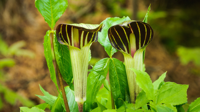 Jack in the pulpit blooms