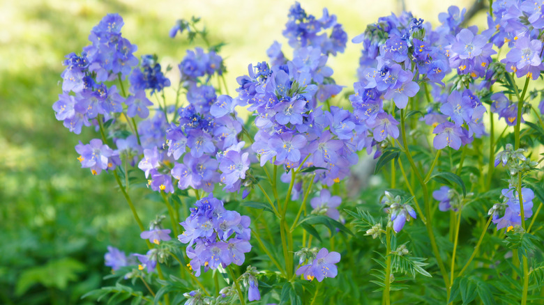 Flowering Jacob's Ladder plants