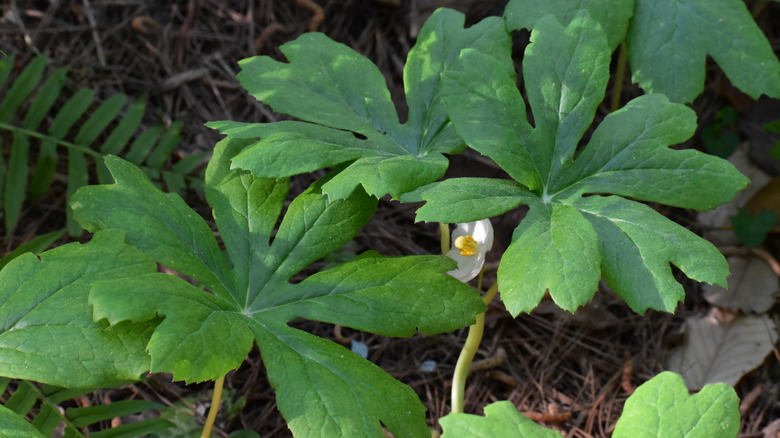 Mayapple plant with bloom