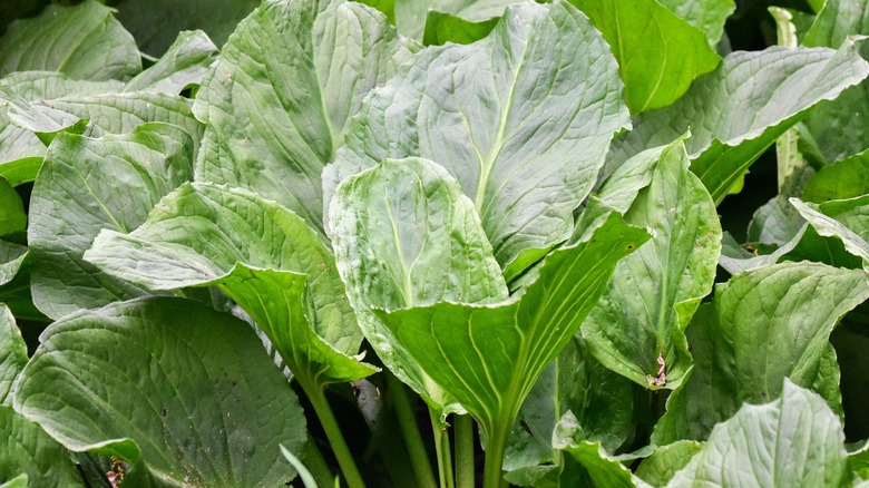 Skunk cabbage leaves