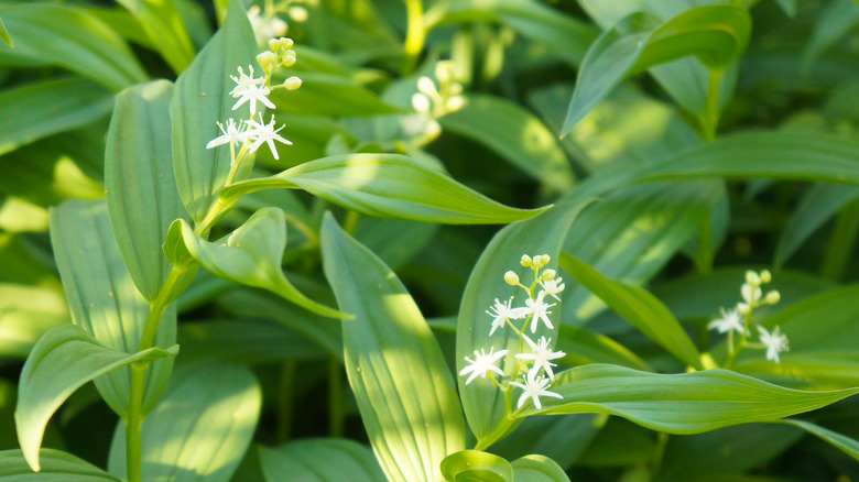 Starry Solomon's Plume with blooms