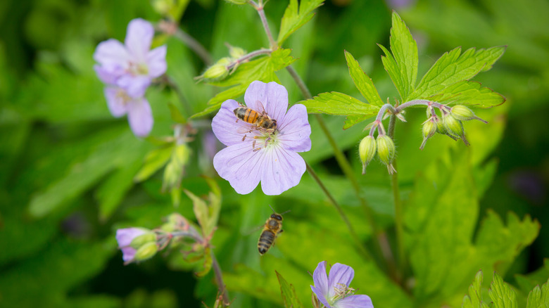 Wild geranium with bees