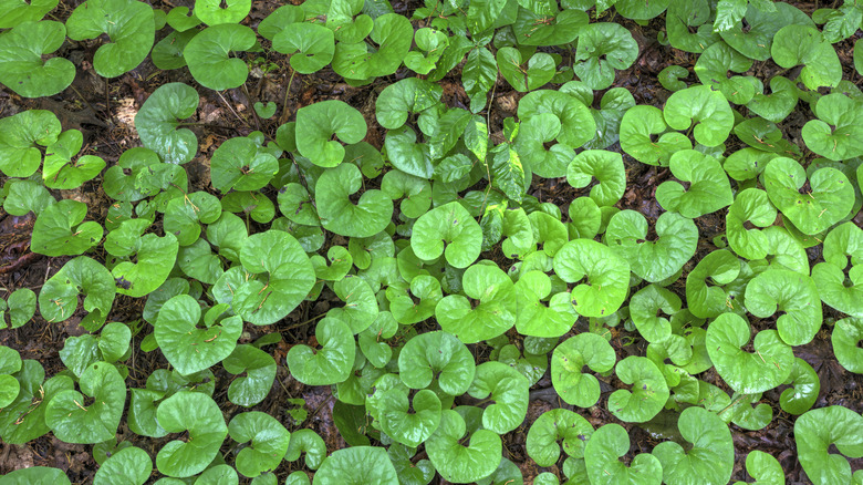 Wild ginger leaves