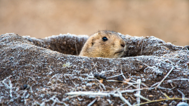 groundhog in burrow