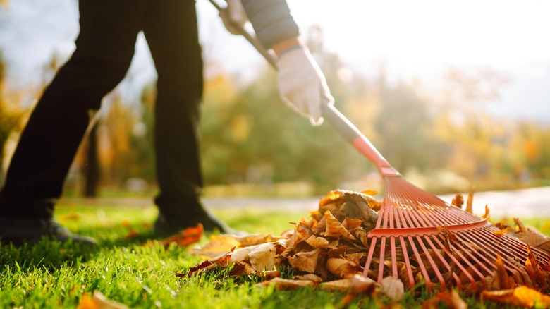 person cleaning yard