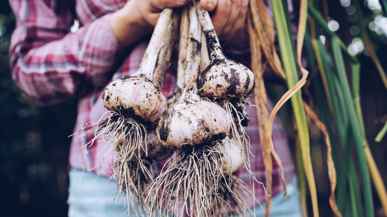 person holding garlic