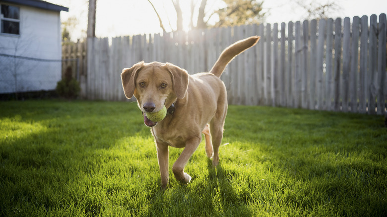 dog running in garden