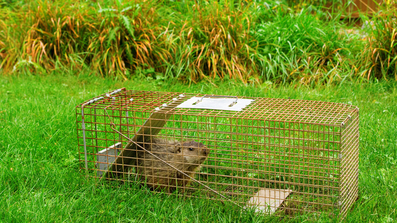 groundhog in trap