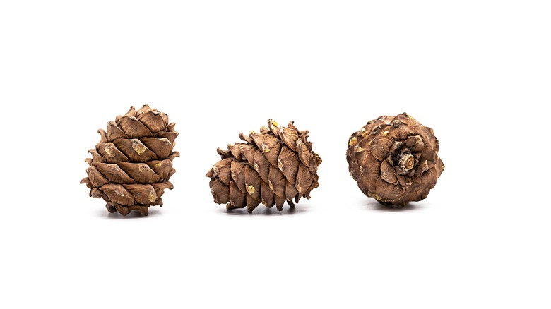 pine cones