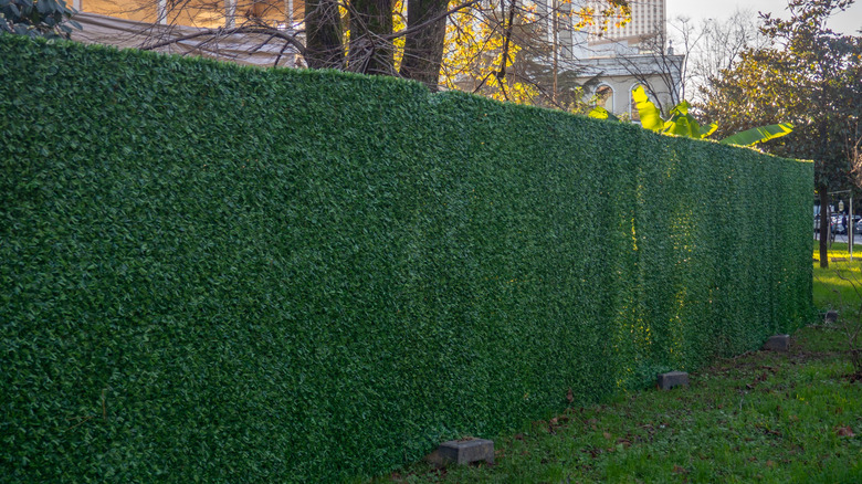 Artificial ivy fence outside near a tall tree