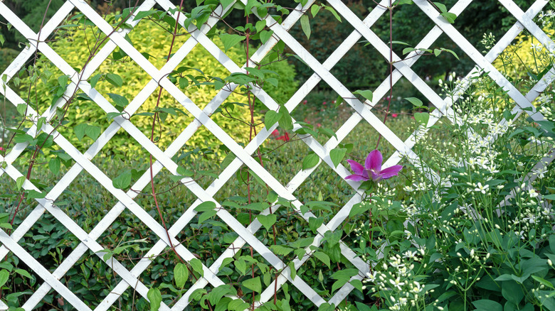 White trellis fence with green plants and a purple flower