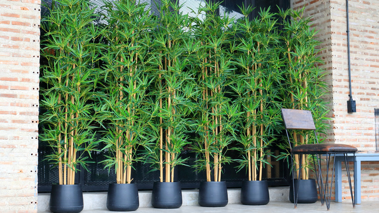 Tall potted plants near a brick wall and chair