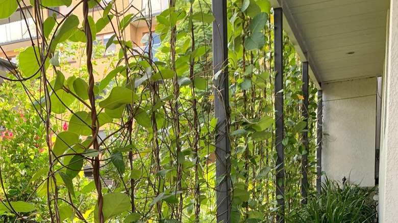 Vines strung up on wall