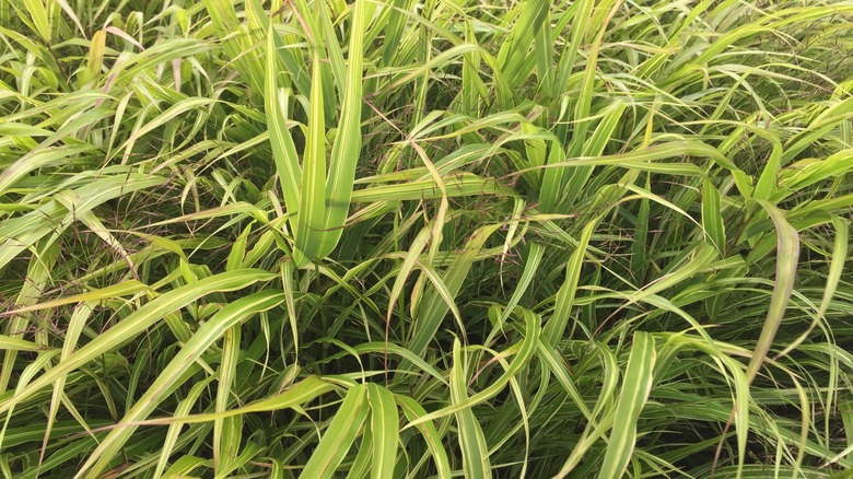 albostriata japanese forest grass