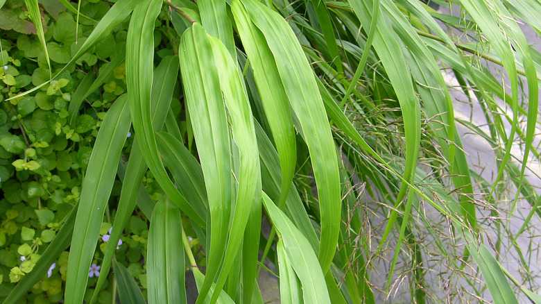 hakonechloa 'all gold' leaves 