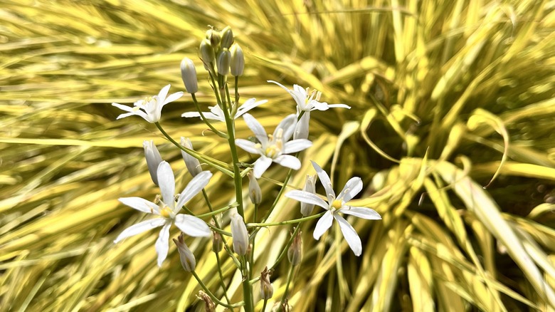 Aureola japanese forest grass