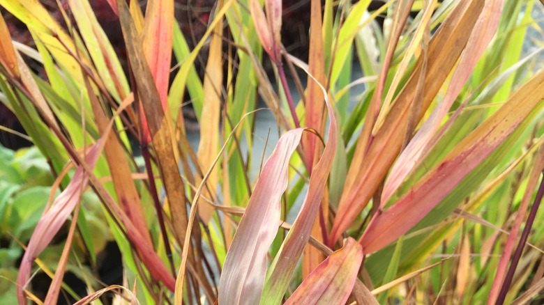 beni kaze forest grass