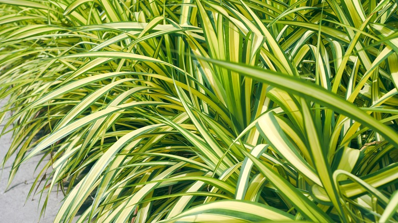 carex evergold leaves